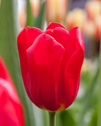 Tulipa 'Seadov'