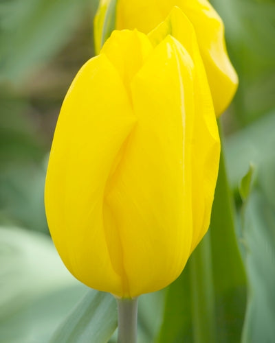 Tulipa "vahva kulta"