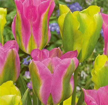 Tulipa 'Strawberry Lemonade'