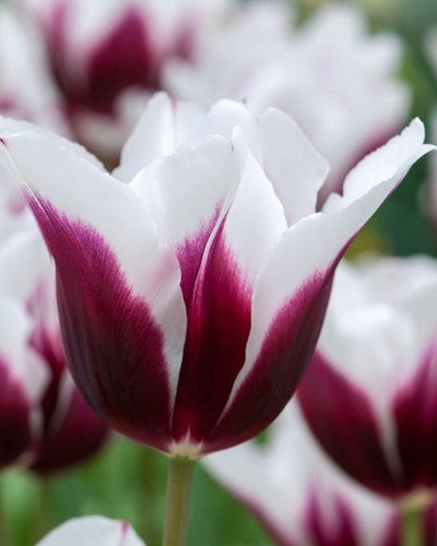 Tulipa 'Spitsbergen'