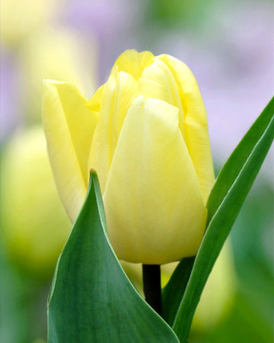 Tulipa "Sunny Prince"