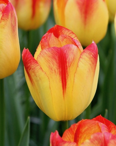 Tulipa "auringonsieppaaja"