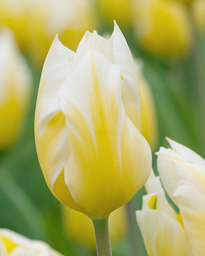 Tulipa 'Sweetheart'