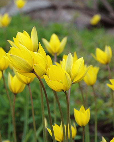 Tulipa 'Sylvestris'