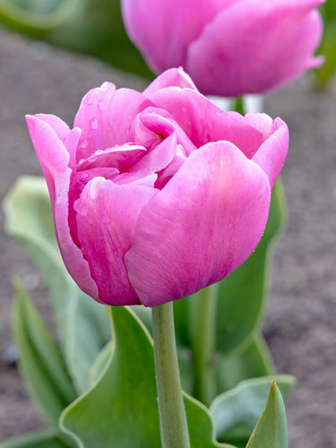 Tulipa "pöytätanssi"