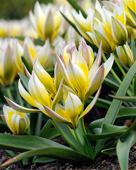 Tulipa 'Tarda'