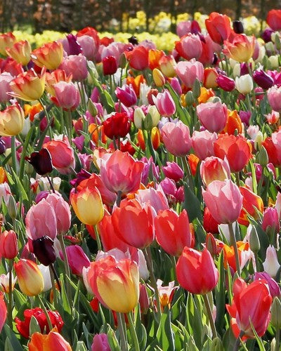 Tulipa Triumph sekoitus