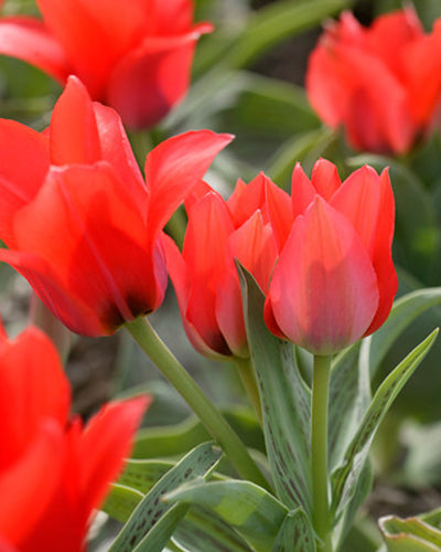 Tulipa "Toronto"