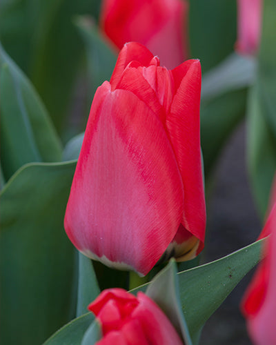 Tulipa "Trauttmansdorff"