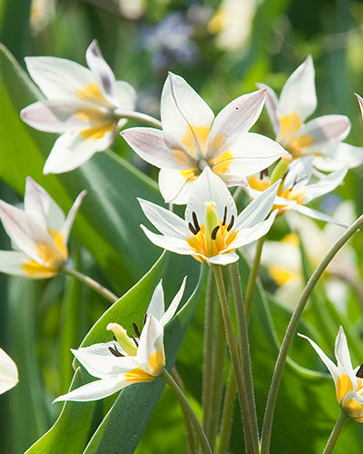 Tulipa "Turkestanica"