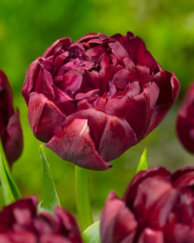 Tulipa "Uncle Tom"