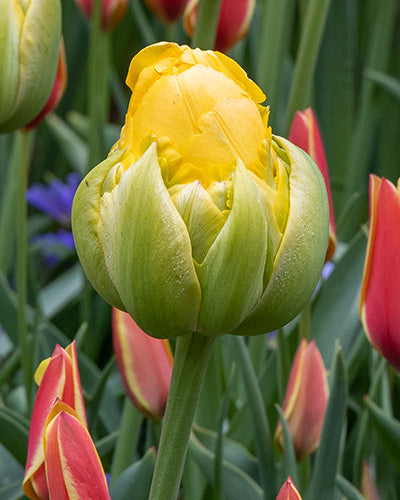 Tulipa 'Vanilla Coupe'