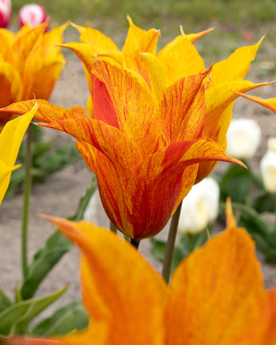 Tulipa 'Vendeeglobe'