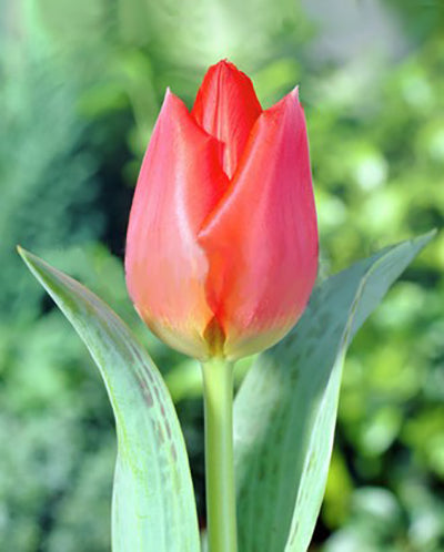 Tulipa 'Willem van den Akker'
