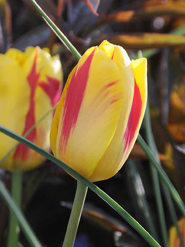 Tulipa 'Washington'