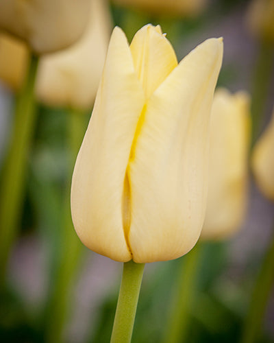 Tulipa 'World Friendship'