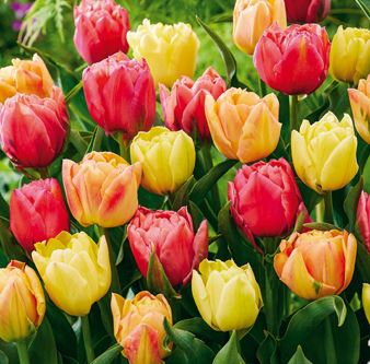 Tulipa Symbiose MIX