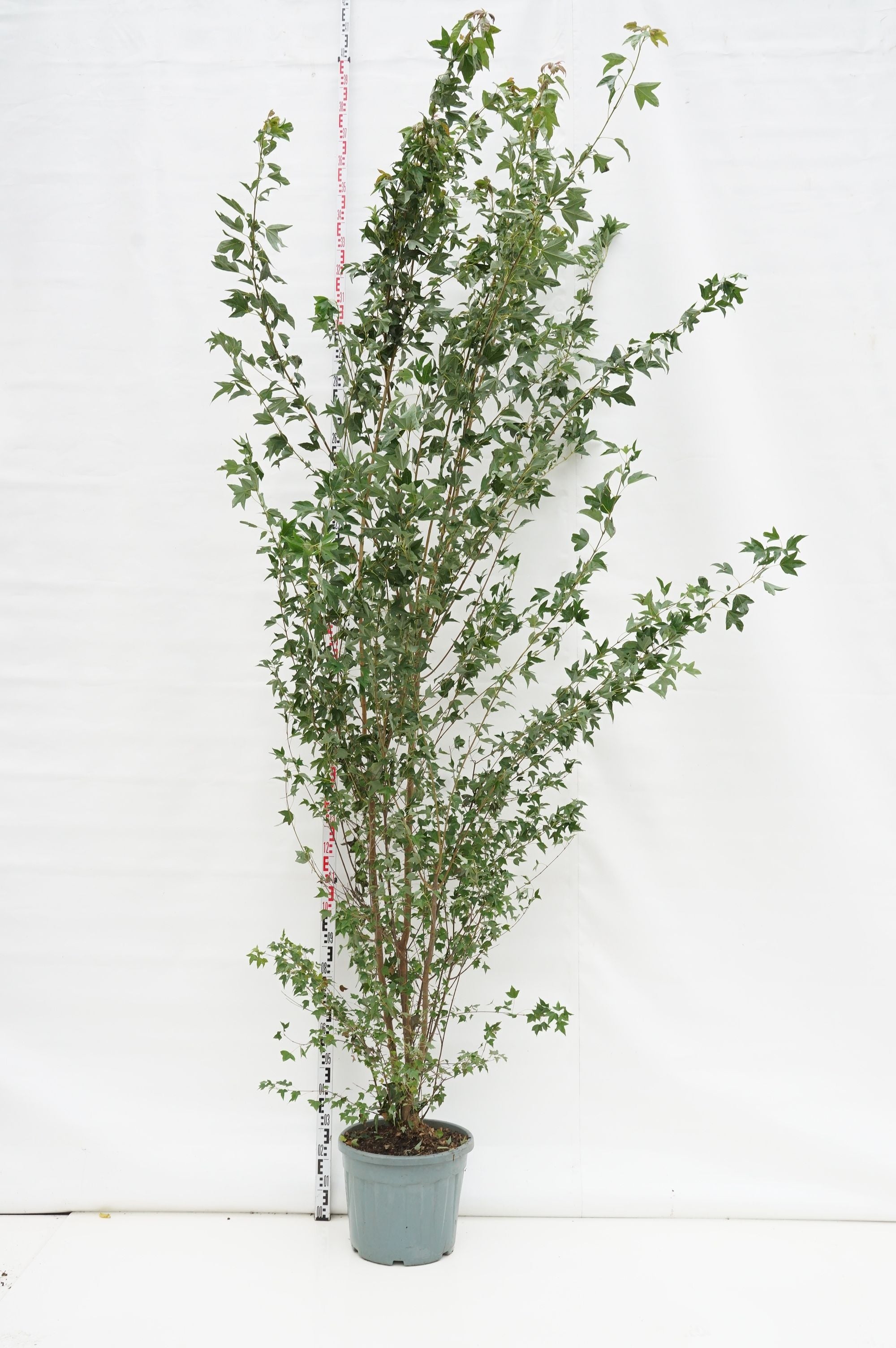 Lönn buergerianum - C35 250-300 CM