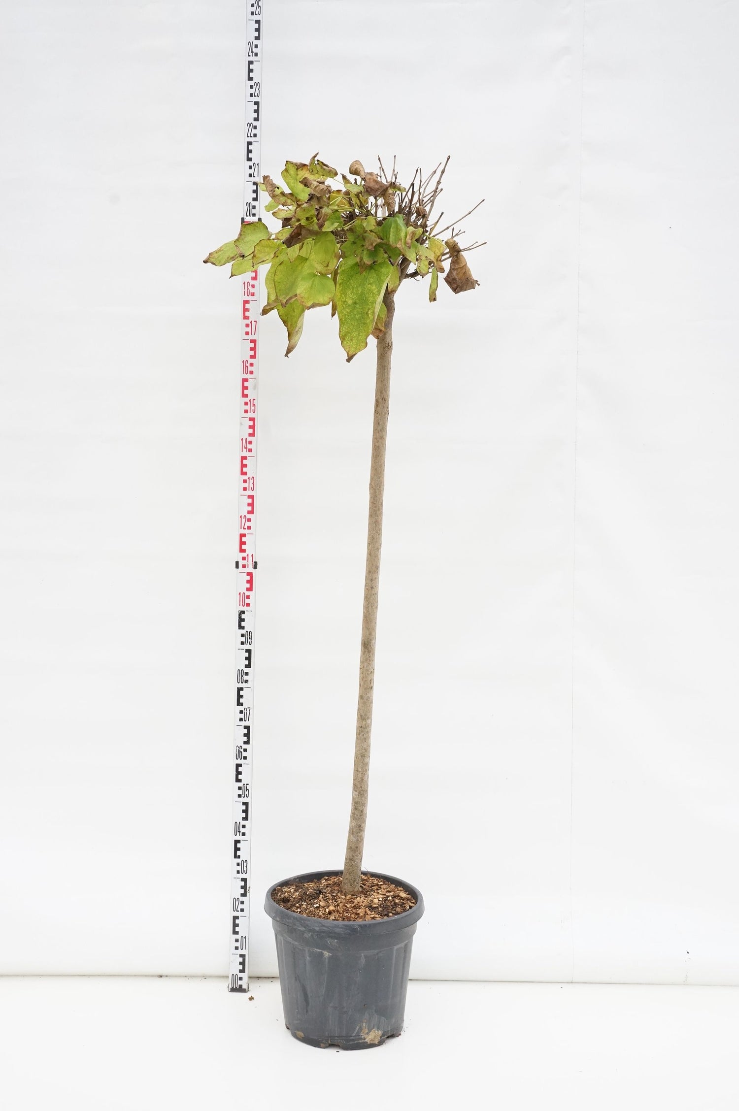 Lönn campestre - 200 ST 10-12 CM C30