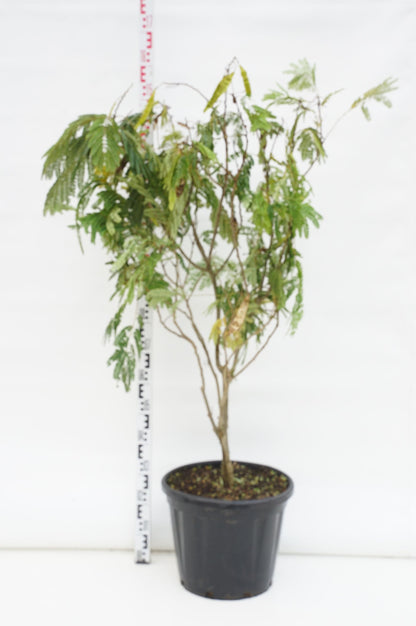 Albizia jul. &