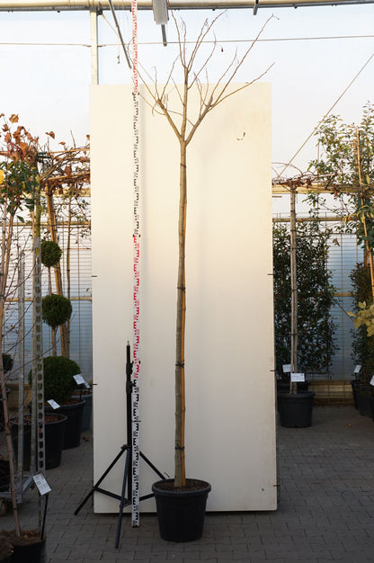 Albizia jul. &