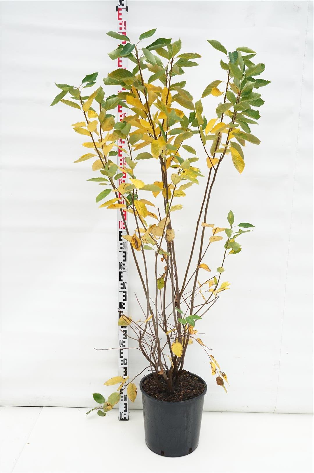 Häggmispel lamarckii - C18 100-125 CM