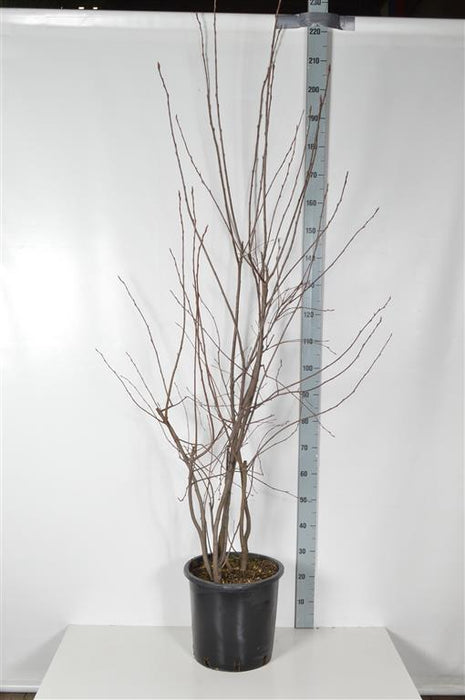 Amelanchier lamarckii