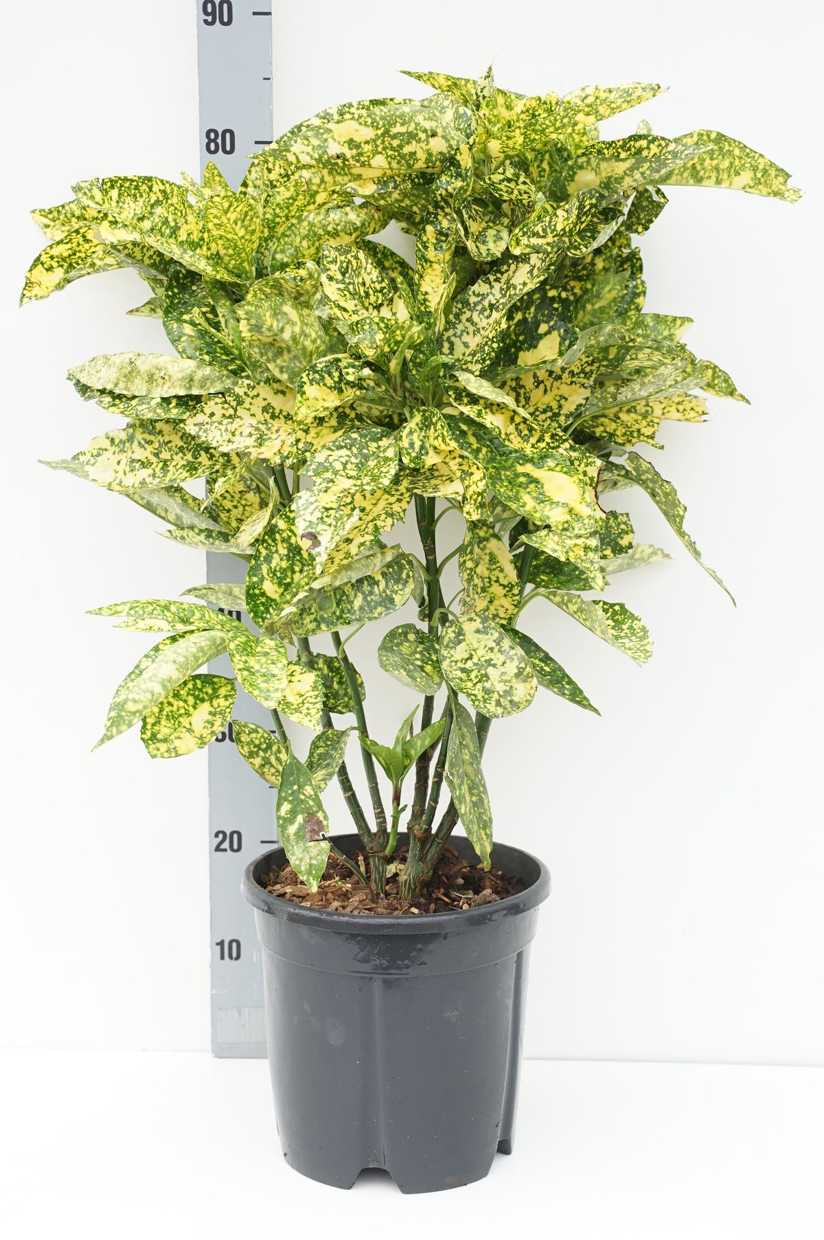Aucuba japonica &