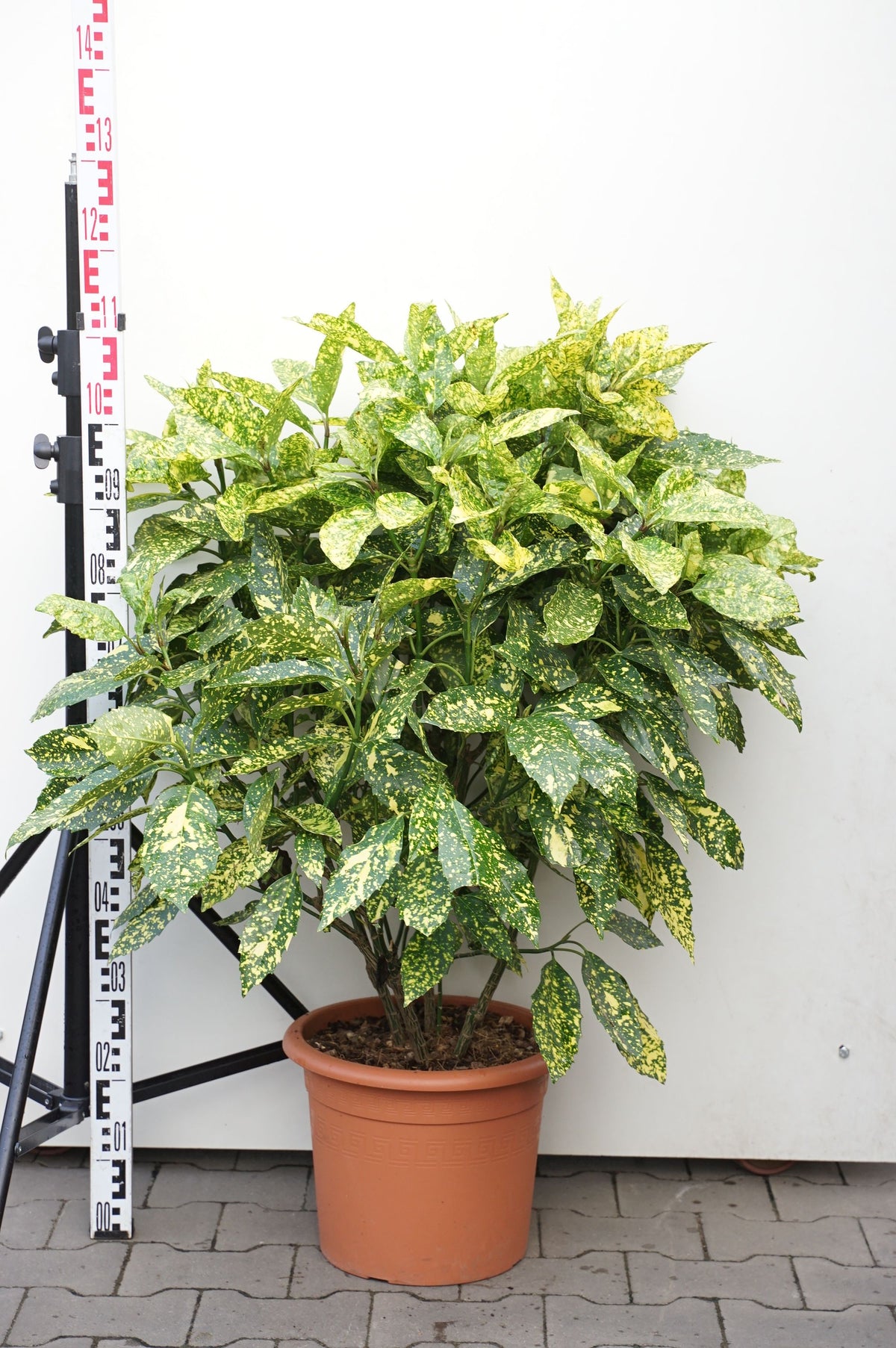 Aucuba japonica &