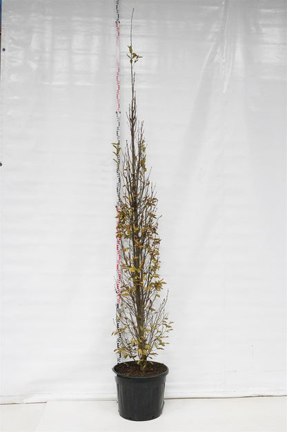 Pyramidavenbok Carpinus bet. &