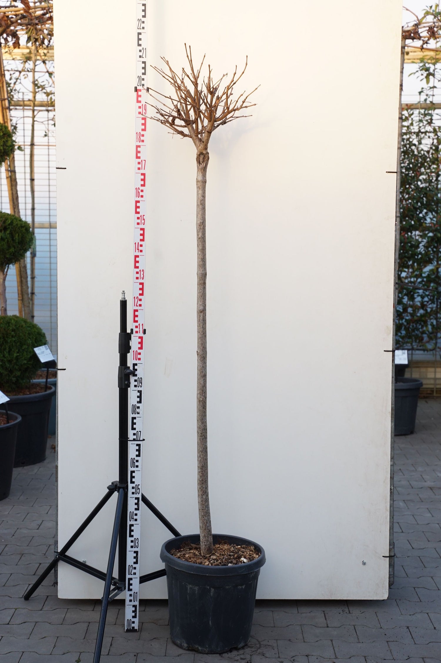 Trumpetträd bungei - 140 CM STEM C25
