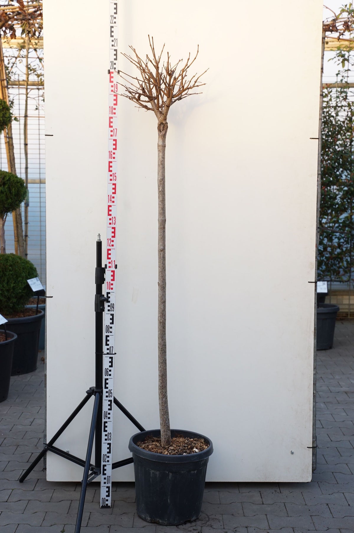 Catalpa bungei 140 cm stam C25 (25 liters kruka)