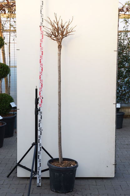 Catalpa bungei 140 cm stam C25 (25 liters kruka)
