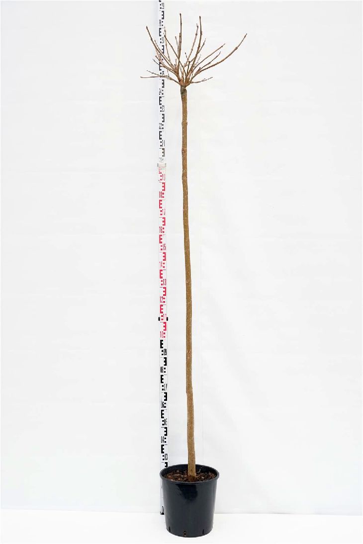 Trumpetträd bungei - 200CM ST 8-10CM C18