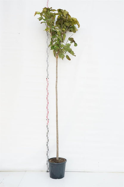 Catalpa bungei Stam 225 cm 10-12 cm C30 (30 liters kruka)