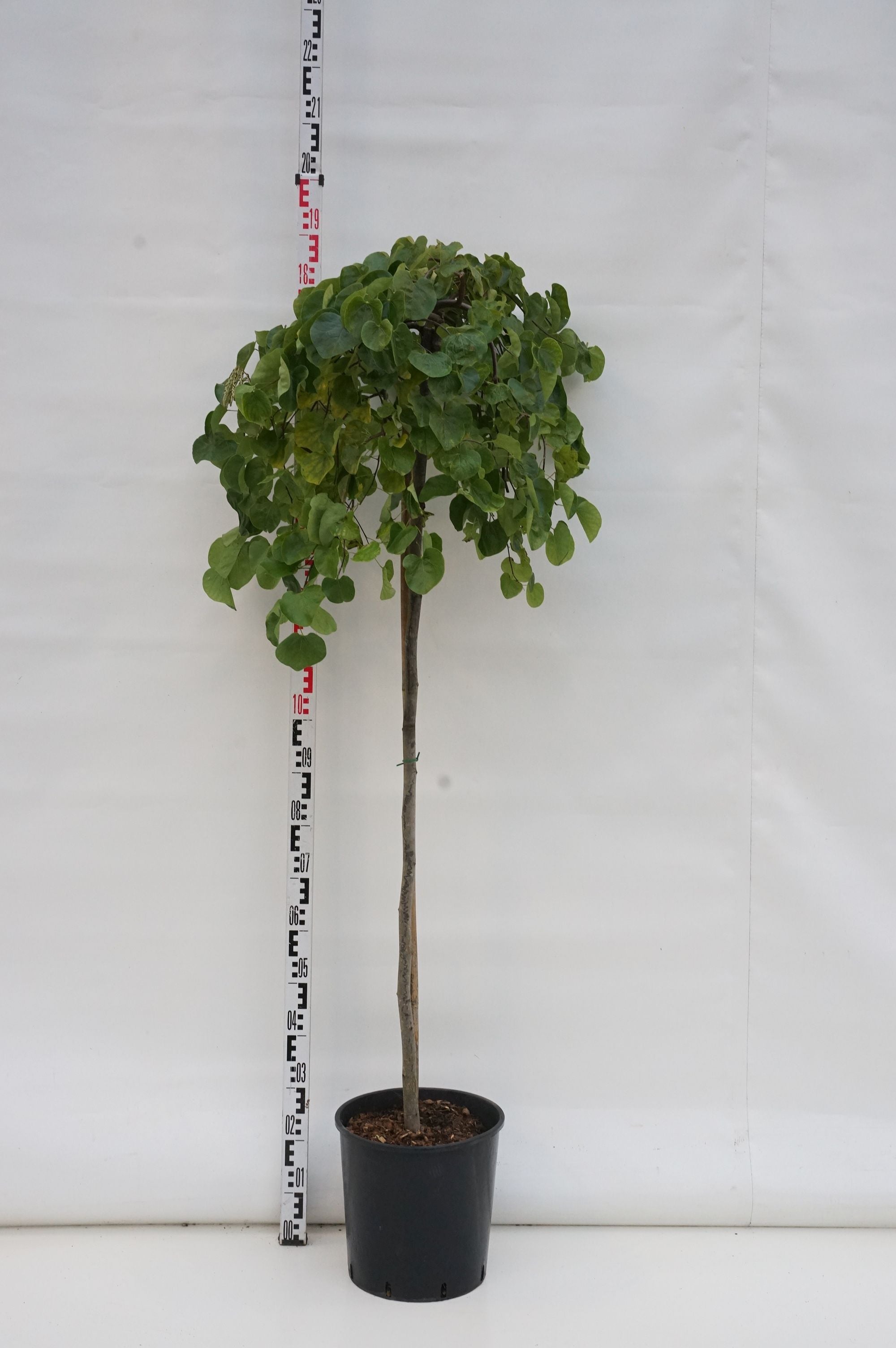 Judasträd canadensis - 120 CM STEM C18