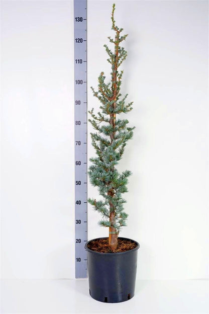 Cedrus libani &