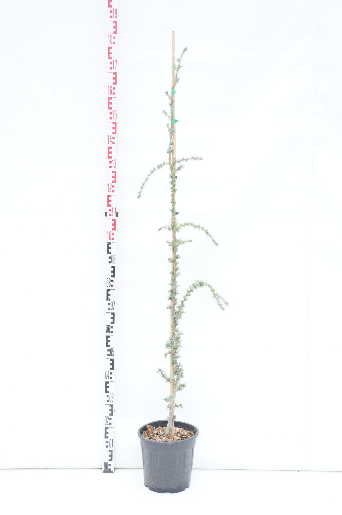 Cedrus lib. &