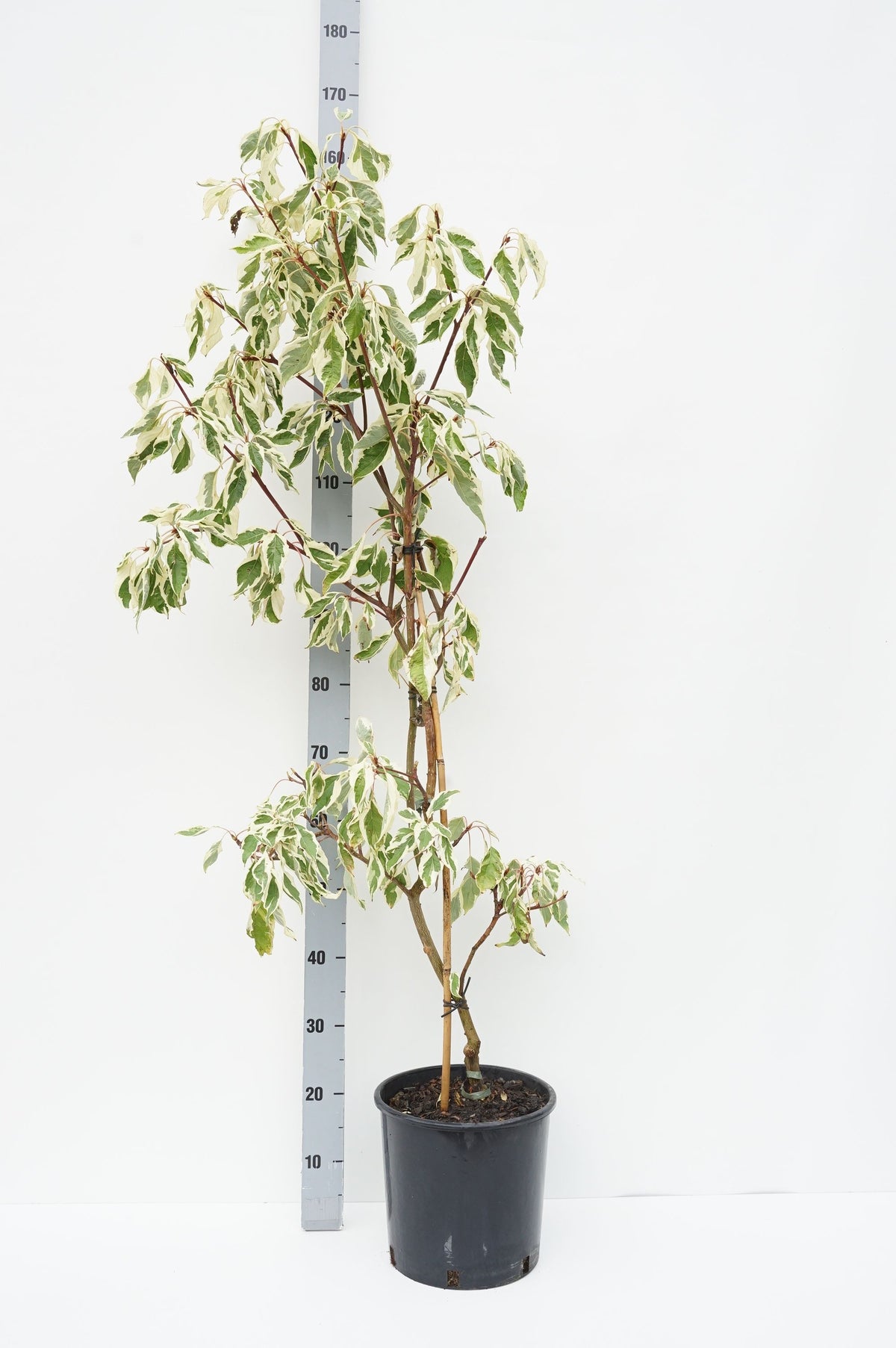 Cornus controversa &