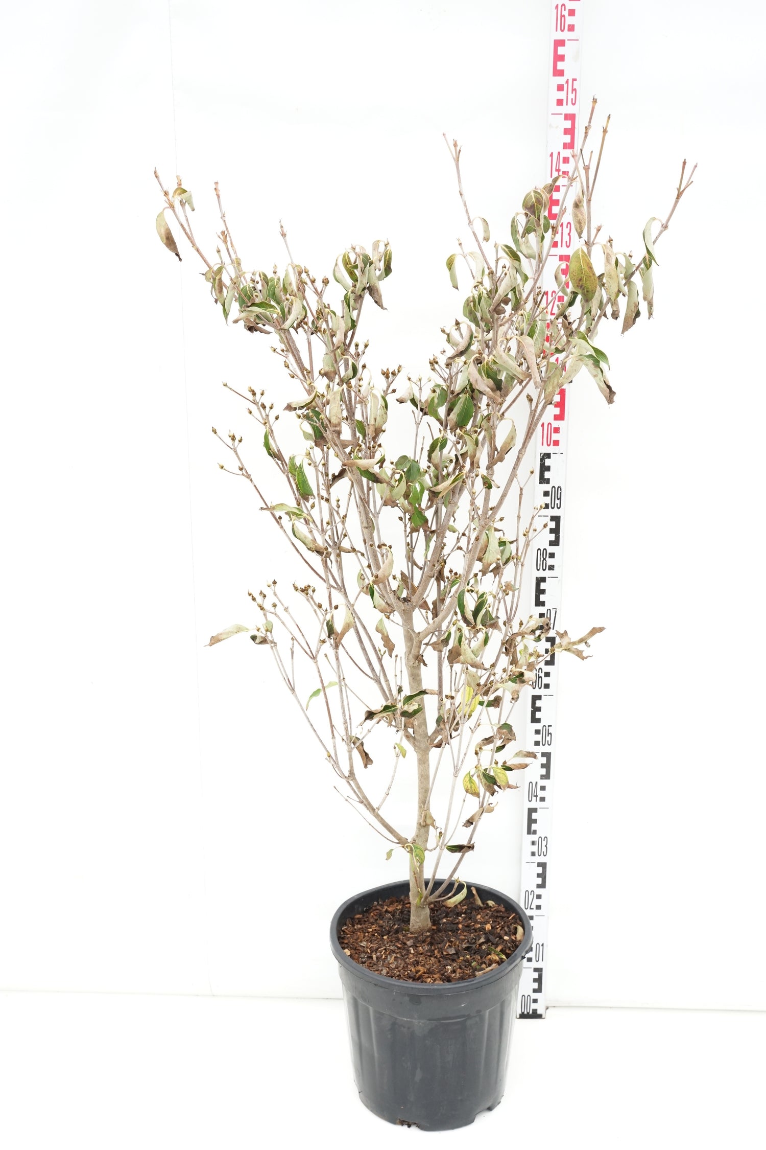 Cornus kousa &