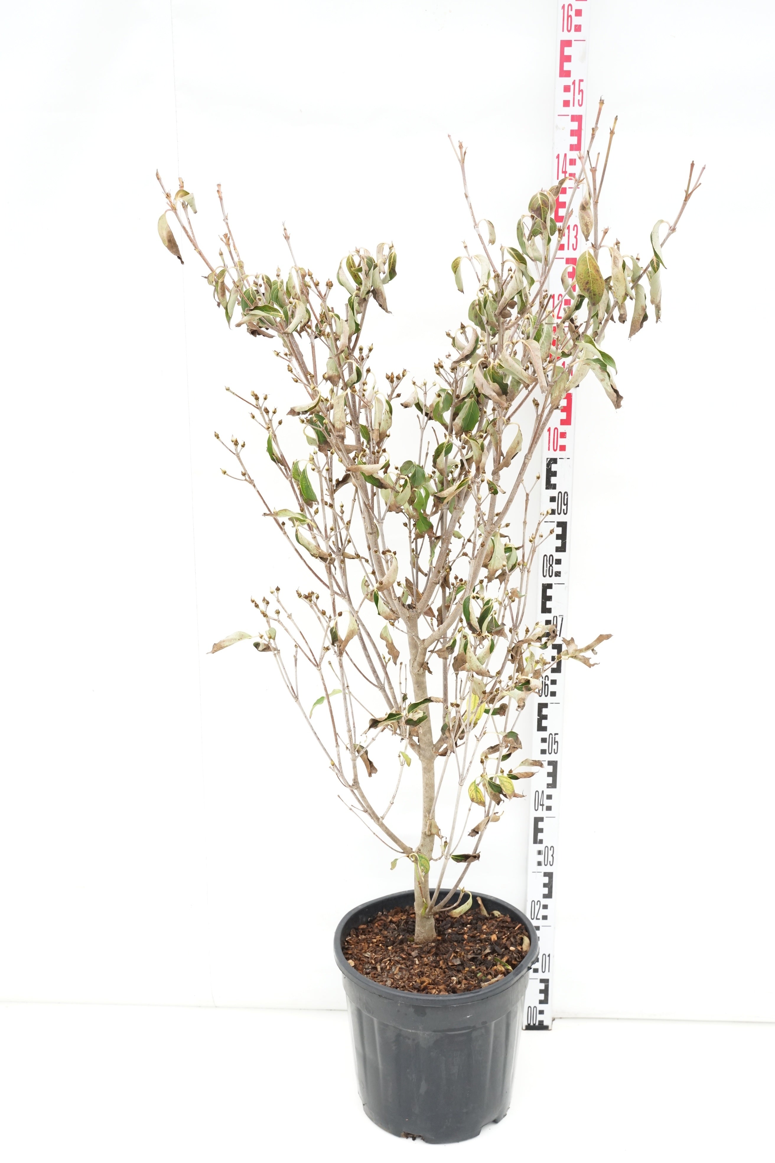 Cornus kousa &