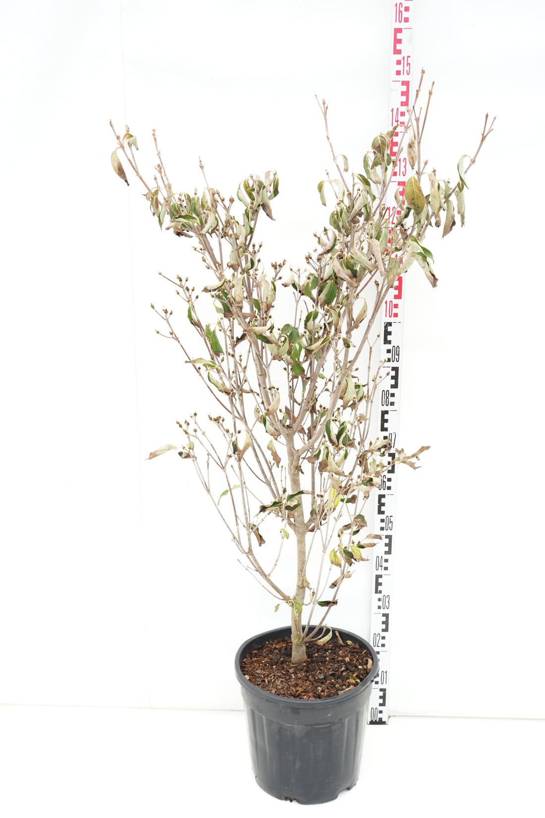 Cornus kousa &