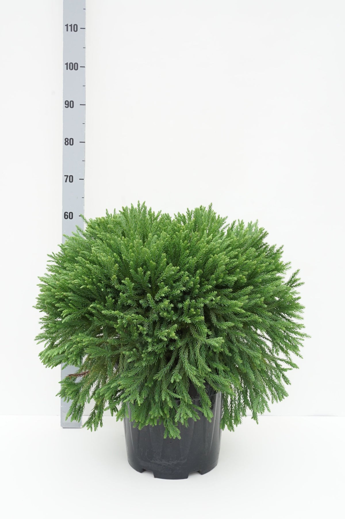 Cryptomeria j. &