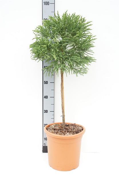 Cryptomeria j. &