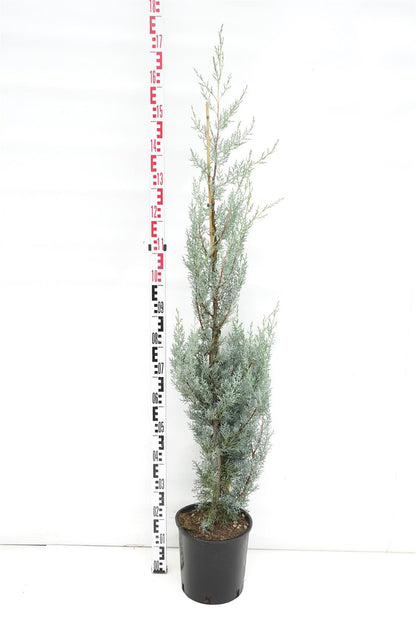 Cupressus ariz. &