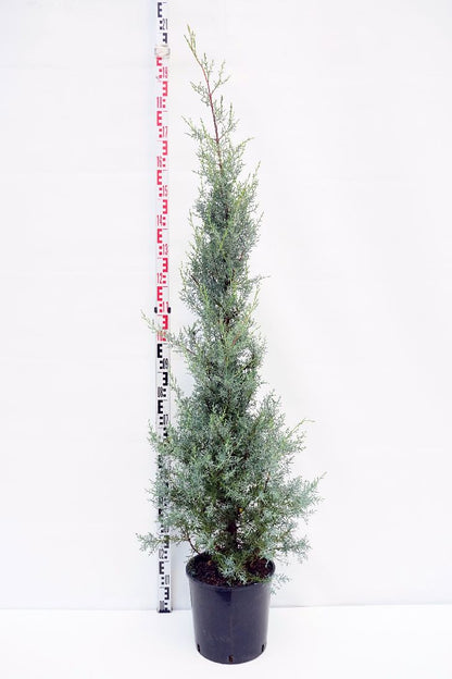 Cupressus ariz. &