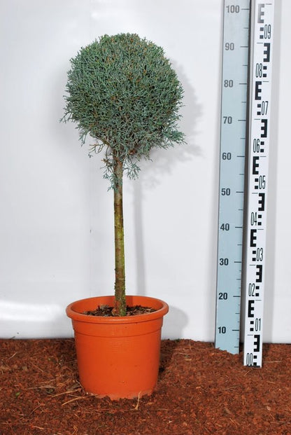 Cupressus ariz. &