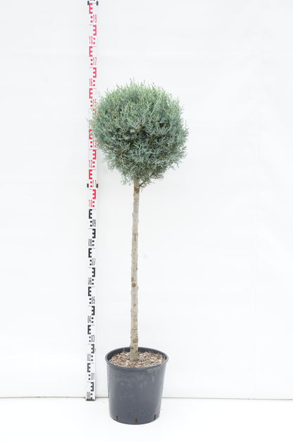Cupressus ariz. &