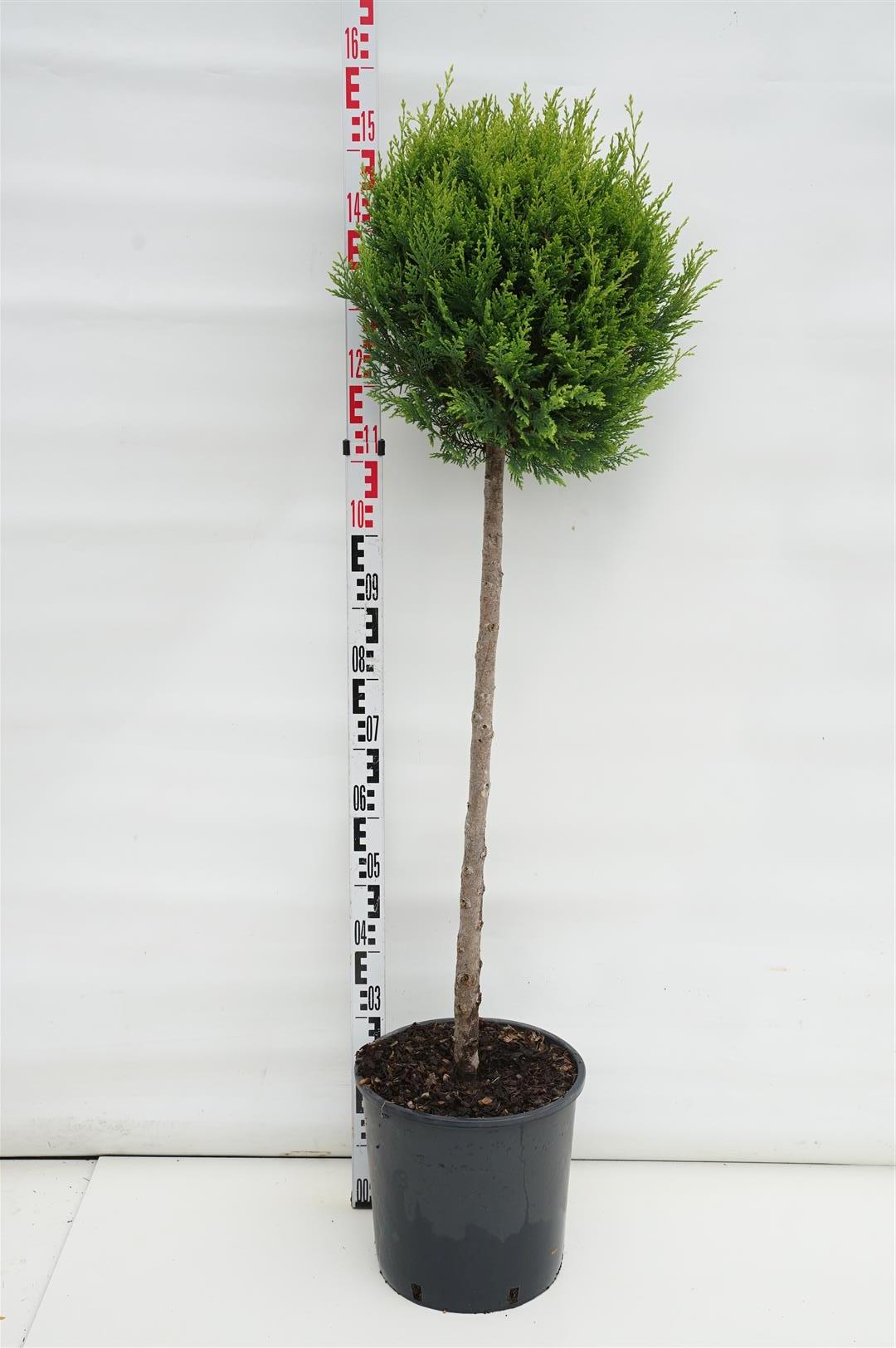 Leylandcypress l. &