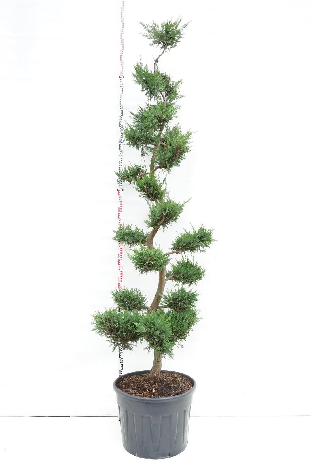 Leylandcypress leylandii - C90 225-250 CM BONSAI